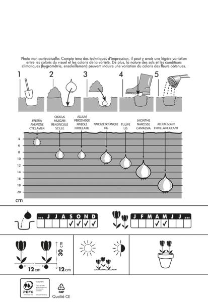 Bulbes à fleurs à planter à l'automne - Tulipe Greigii Park Dreamway - MEDIA_PACKAGING_VERSO